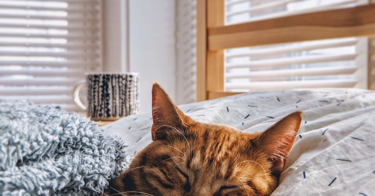 Cat beside a clean natural litter box — tofu vs corn cat litter comparison guide 2026