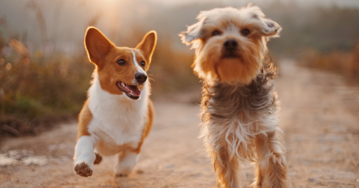 crate training puppies - featured image