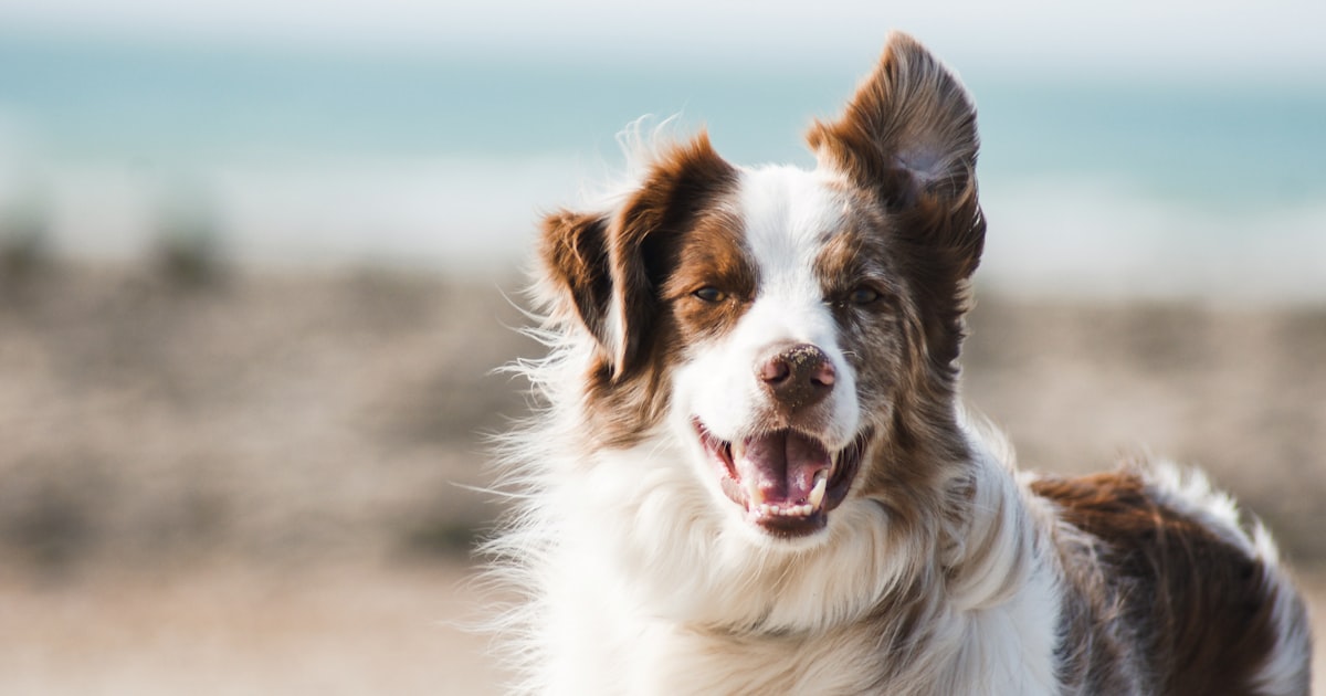 Best Dog DNA Tests in 2026: Breed, Health & Allergy Insights - 2026 guide