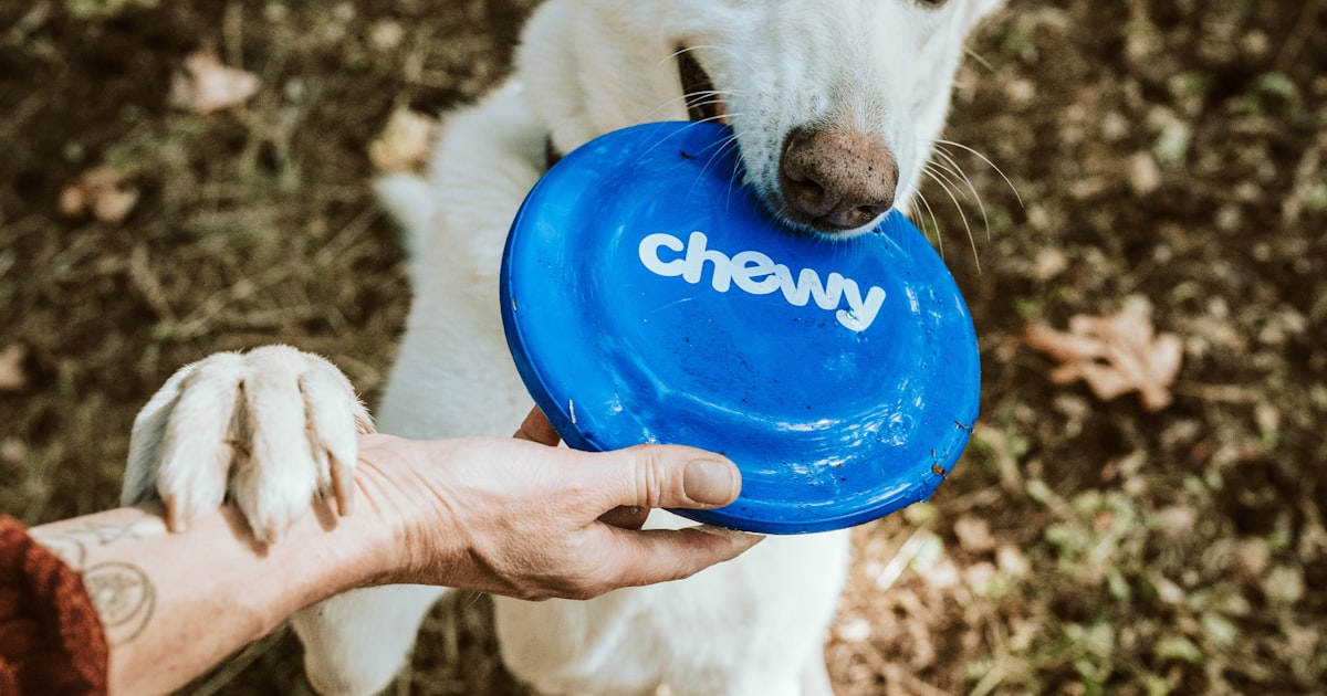 Freeze-Dried Raw Dog Food in 2026: Benefits, Risks & Vet Guidance - 2026 guide