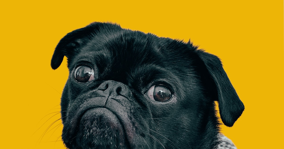 Probiotics for Dogs in 2026: Gut Health, Diarrhea & Vet Tips - 2026 guide