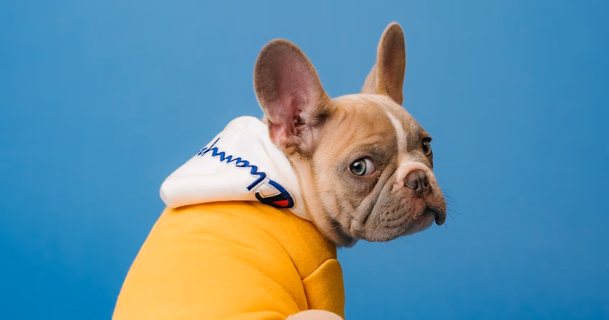 Close-up portrait of an older dog — best senior dog insurance plans compared for 2026